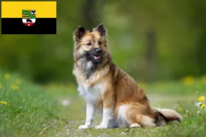 Lire la suite à propos de l’article Éleveurs de chiens islandais et chiots en Saxe-Anhalt