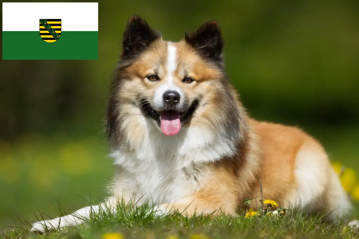 Chien islandais chiots et éleveurs Saxe Ici, tu trouveras des éleveurs de chiens islandais en Saxe.