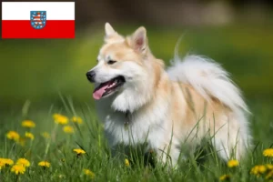 Lire la suite à propos de l’article Éleveurs de chiens islandais et chiots en Thuringe