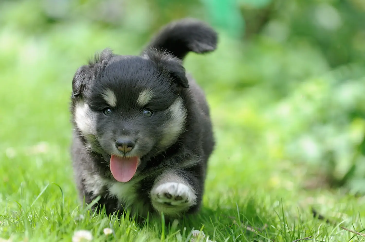 Acheter un chiot finlandais, c'est prendre ses responsabilités ! Acheter un chiot finlandais.