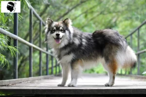 Lire la suite à propos de l’article Éleveurs de chiens lapins finlandais et chiots en Corse