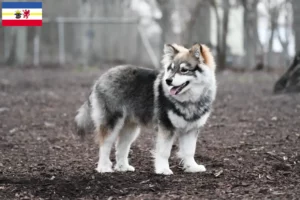 Lire la suite à propos de l’article Éleveurs de chiens lapins finlandais et chiots dans le Mecklembourg-Poméranie occidentale