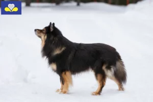 Lire la suite à propos de l’article Éleveurs de chiens lapins finlandais et chiots en Région de Bruxelles-Capitale