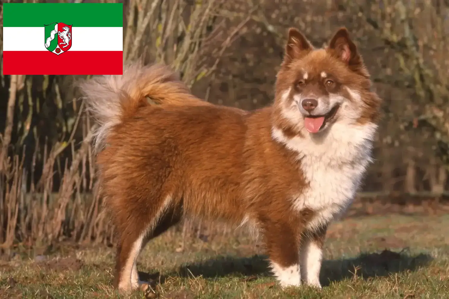 Chien lapon finlandais chiots et éleveurs Rhénanie-du-Nord-Westphalie Ici, tu trouveras des éleveurs de chiens lapins finlandais en Rhénanie-du-Nord-Westphalie.