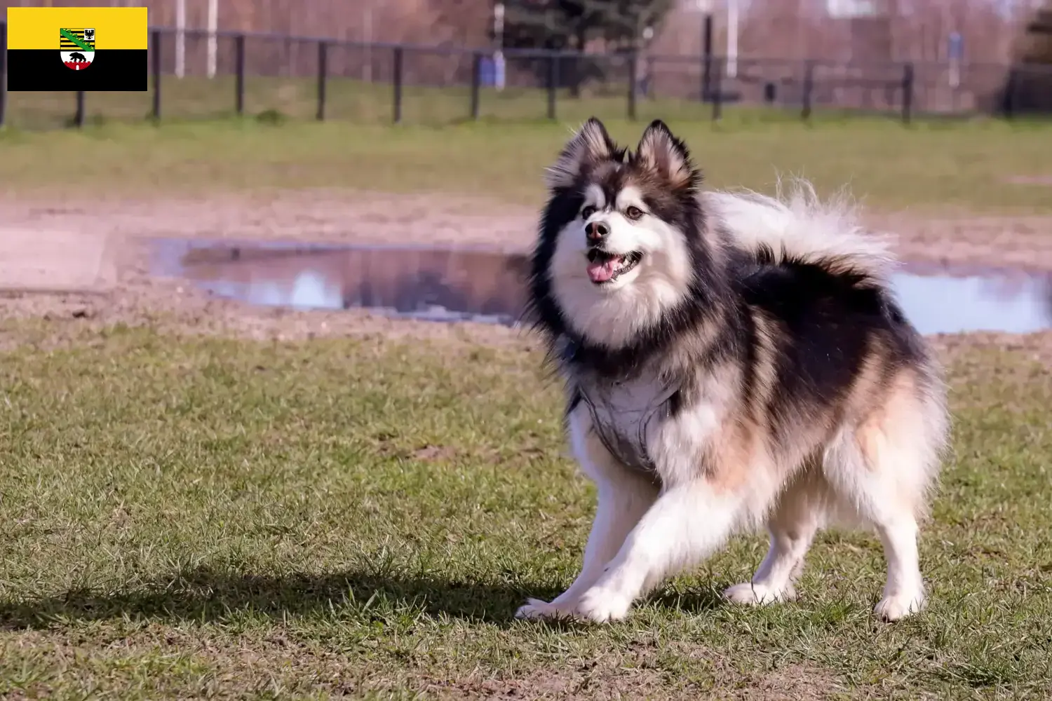 Chien lapon finlandais chiots et éleveurs Saxe-Anhalt Ici, tu trouveras des éleveurs de chiens lapins finlandais en Saxe-Anhalt.