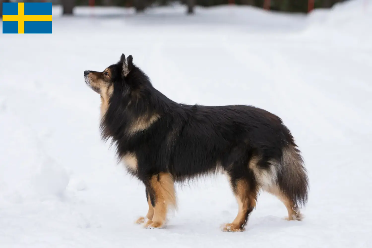 Chien lapon finlandais chiots et éleveurs Suède Ici, tu trouveras des éleveurs de chiens lapins finlandais en Suède.