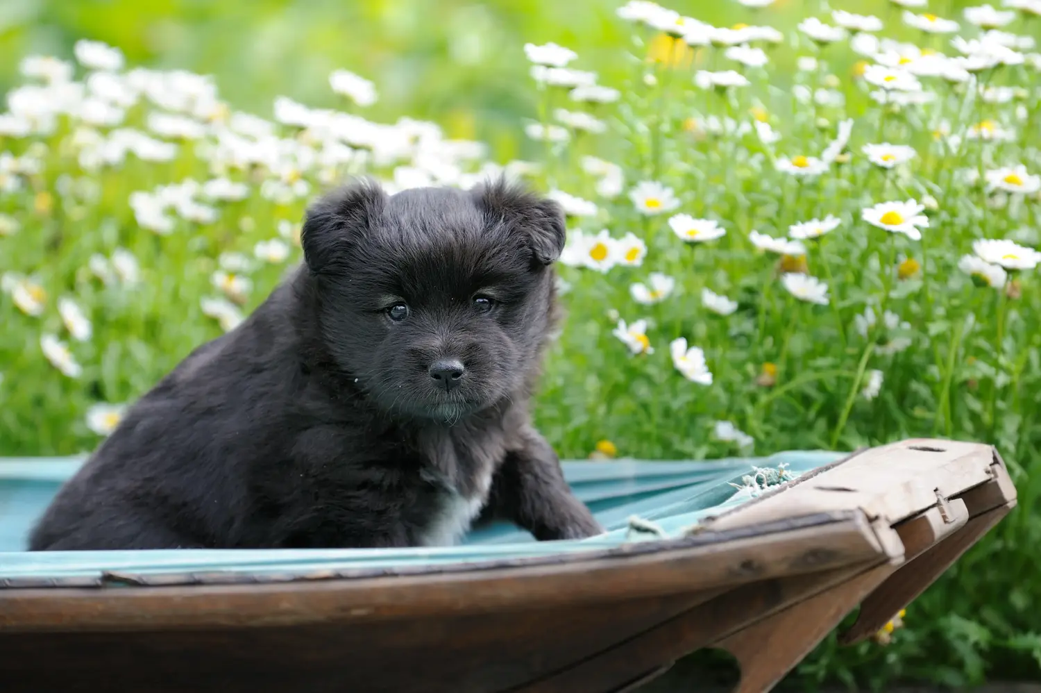 Acheter un chiot finlandais, c'est prendre ses responsabilités ! Acheter un chiot finlandais.