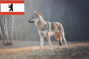 Lire la suite à propos de l’article Éleveurs de chiens-loups tchécoslovaques et chiots à Berlin