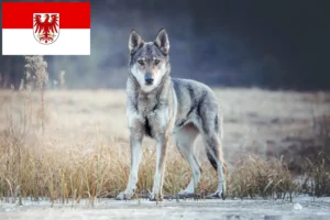Lire la suite à propos de l’article Chien-loup tchécoslovaque éleveur et chiots dans le Brandebourg