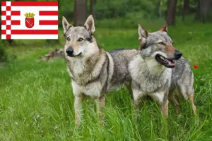 Lire la suite à propos de l’article Chien-loup tchécoslovaque éleveur et chiots à Brême