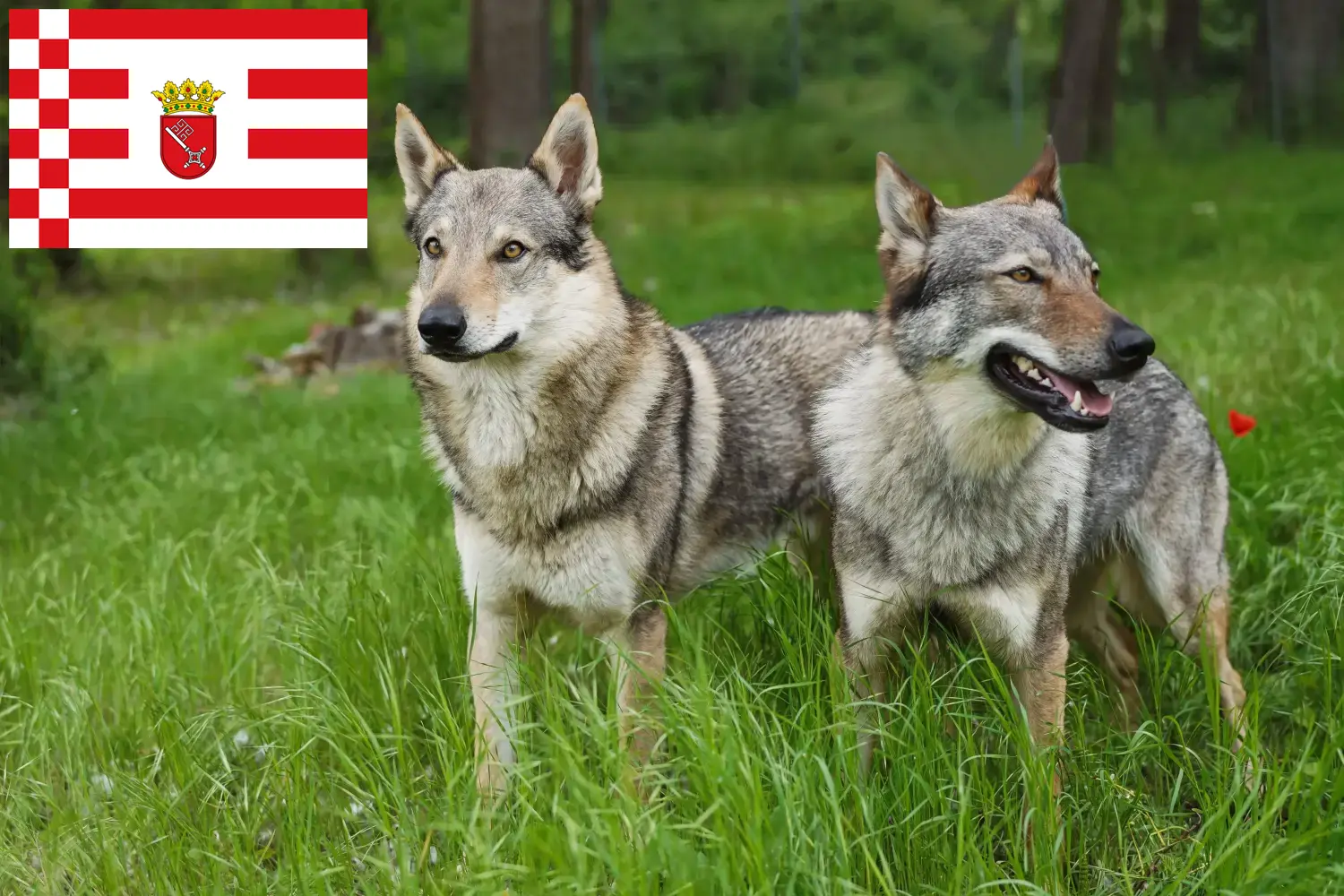 Chien-loup tchécoslovaque chiots et éleveurs Brême Ici, tu trouveras des éleveurs de chiens-loups tchécoslovaques à Brême.