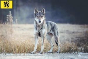 Lire la suite à propos de l’article Éleveurs de chiens-loups tchécoslovaques et chiots en Flandre