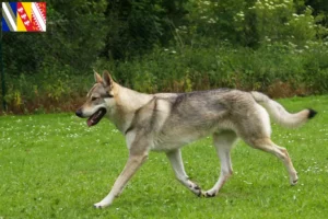 Lire la suite à propos de l’article Éleveurs de chiens-loups tchécoslovaques et chiots en Grand Est