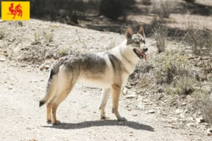 Lire la suite à propos de l’article Éleveurs de chiens-loups tchécoslovaques et chiots en Région wallonne