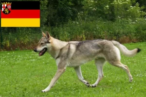 Lire la suite à propos de l’article Chien-loup tchécoslovaque éleveurs et chiots en Rhénanie-Palatinat
