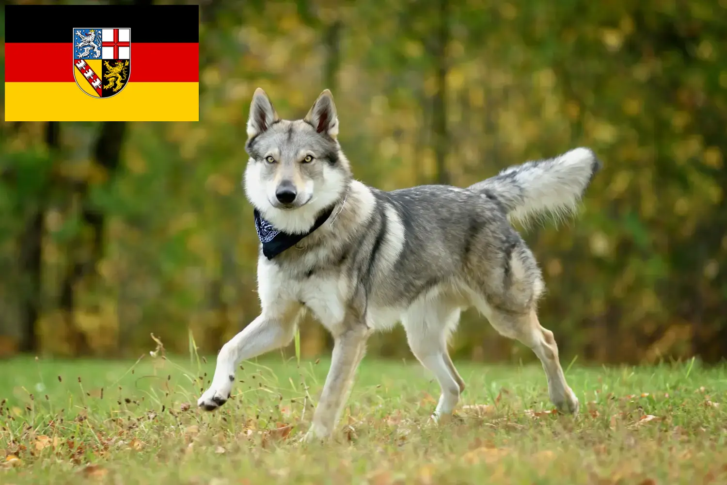 Chien-loup tchécoslovaque chiots et éleveurs Saarland Ici, tu trouveras des éleveurs de chiens-loups tchécoslovaques en Sarre.