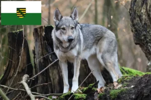 Lire la suite à propos de l’article Chien-loup tchécoslovaque éleveurs et chiots en Saxe