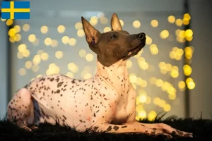 Lire la suite à propos de l’article Éleveurs de chiens nus péruviens et chiots en Suède