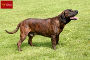 Lire la suite à propos de l’article Éleveurs de chiens suiveurs hanovriens et chiots en Occitanie