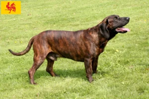 Lire la suite à propos de l’article Éleveurs de chiens suiveurs hanovriens et chiots en Région wallonne