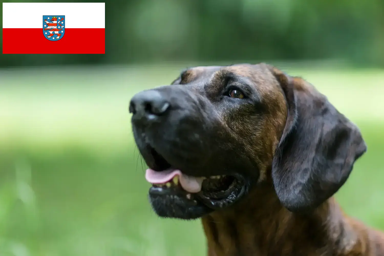 Chien de sang hanovrien chiots et éleveurs Thuringe Ici, tu trouveras des éleveurs de chiens de soudage hanovriens en Thuringe.