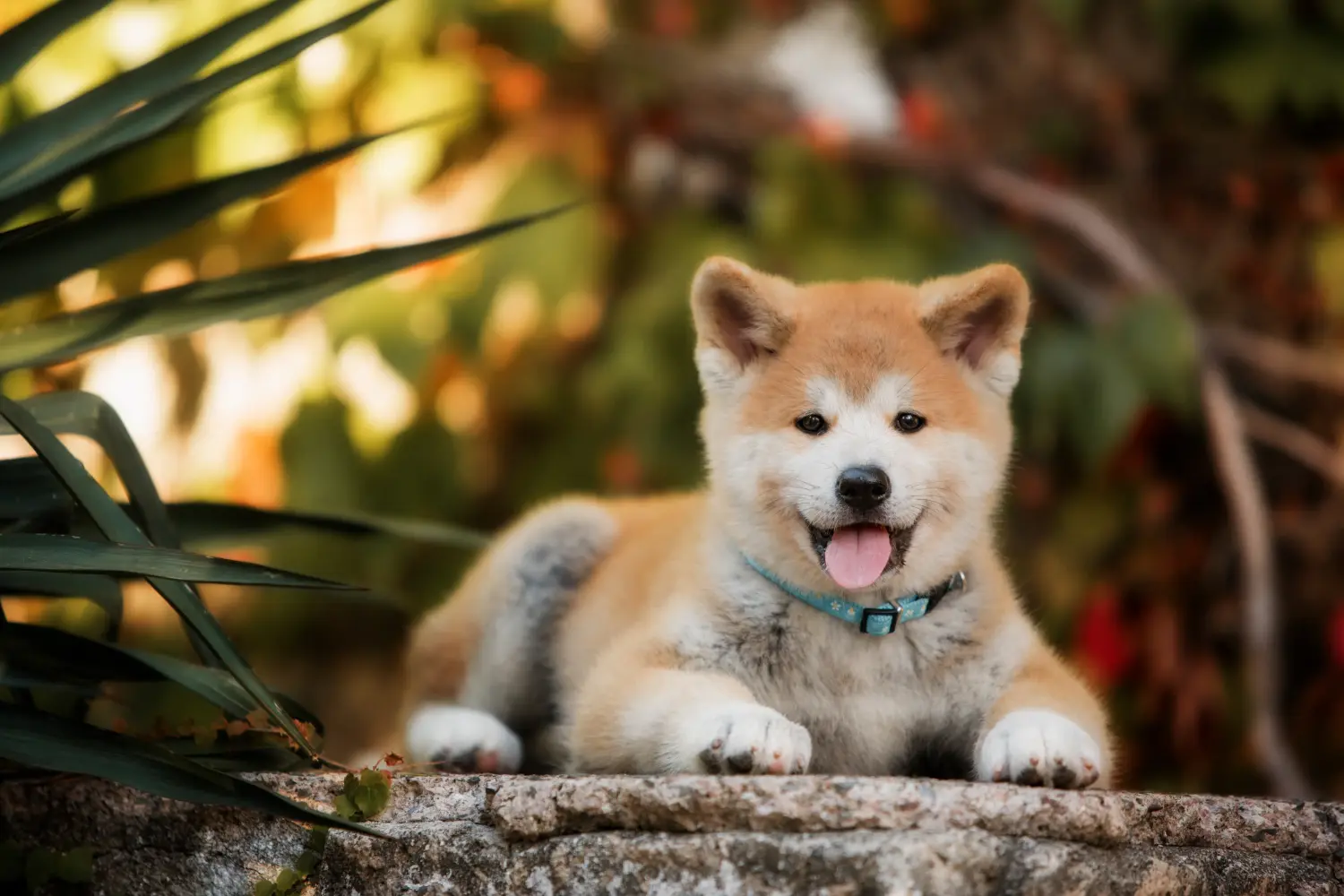 Acheter un chiot Akita, c'est prendre des responsabilités ! Acheter des chiots Akita.