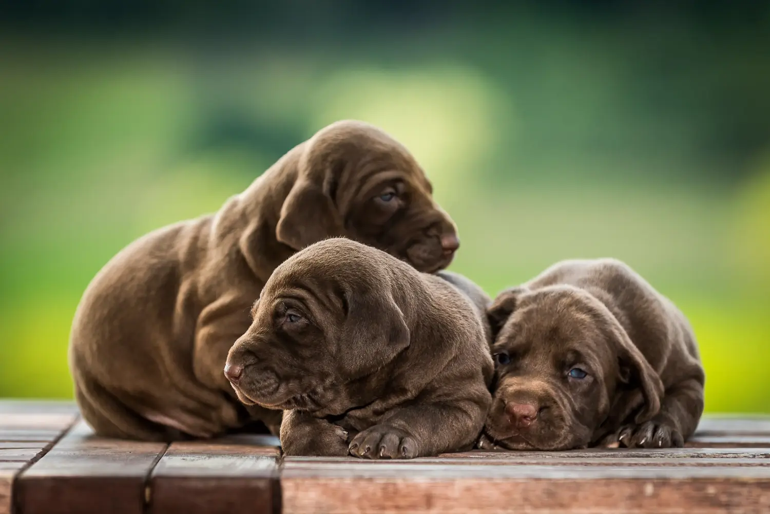 Acheter un chiot allemand à poil court, c'est prendre des responsabilités ! Acheter des chiots allemands à poil court.