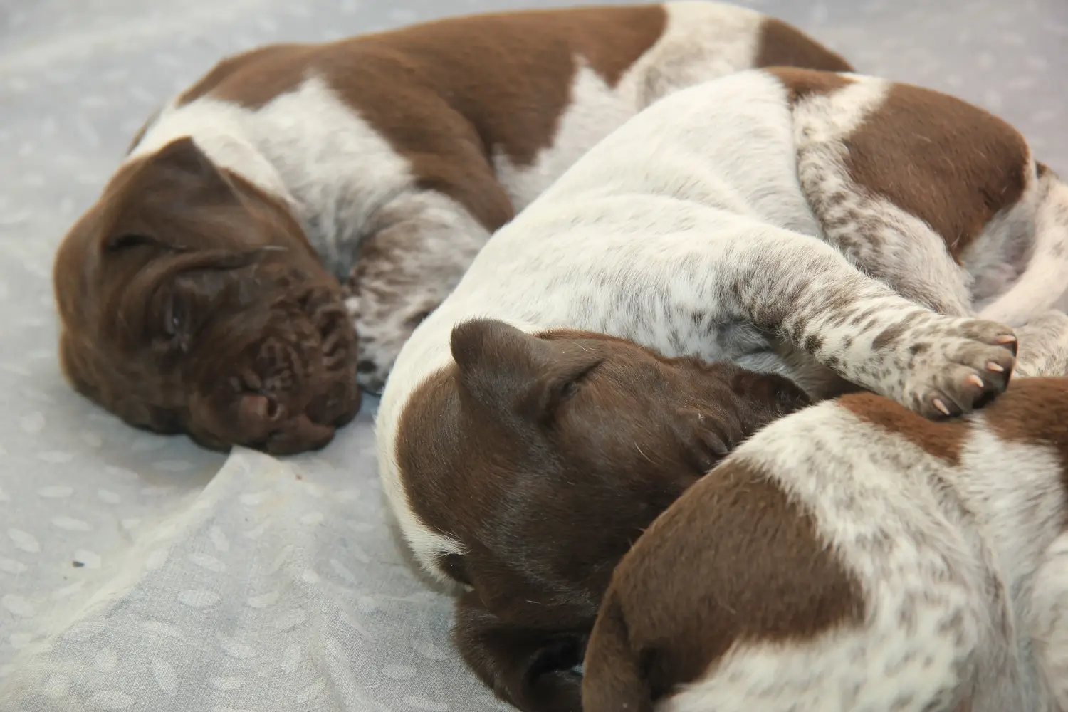 Acheter un chiot allemand à poil court, c'est prendre des responsabilités ! Acheter des chiots allemands à poil court.