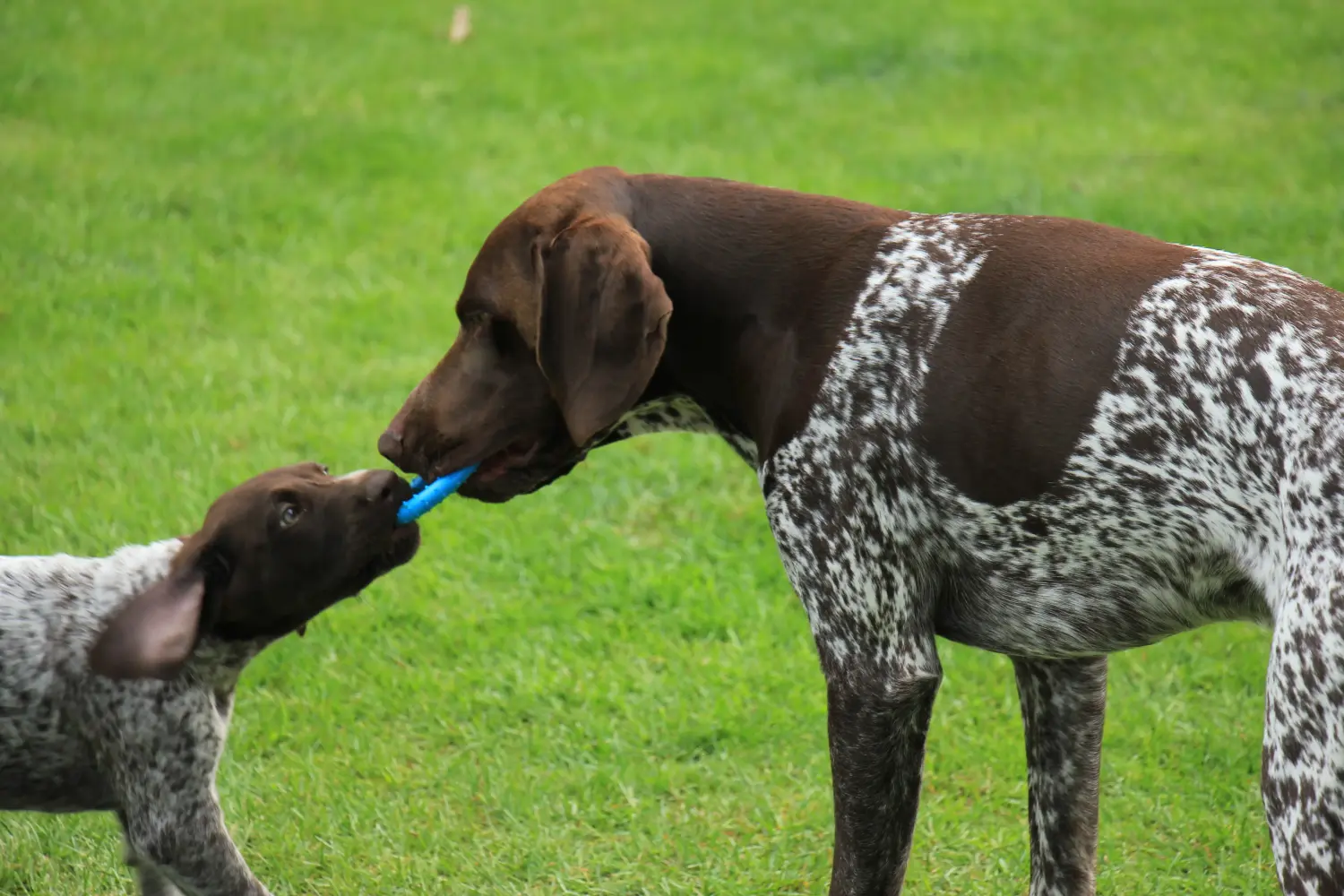 Acheter un chiot allemand à poil court, c'est prendre des responsabilités ! Acheter des chiots allemands à poil court.