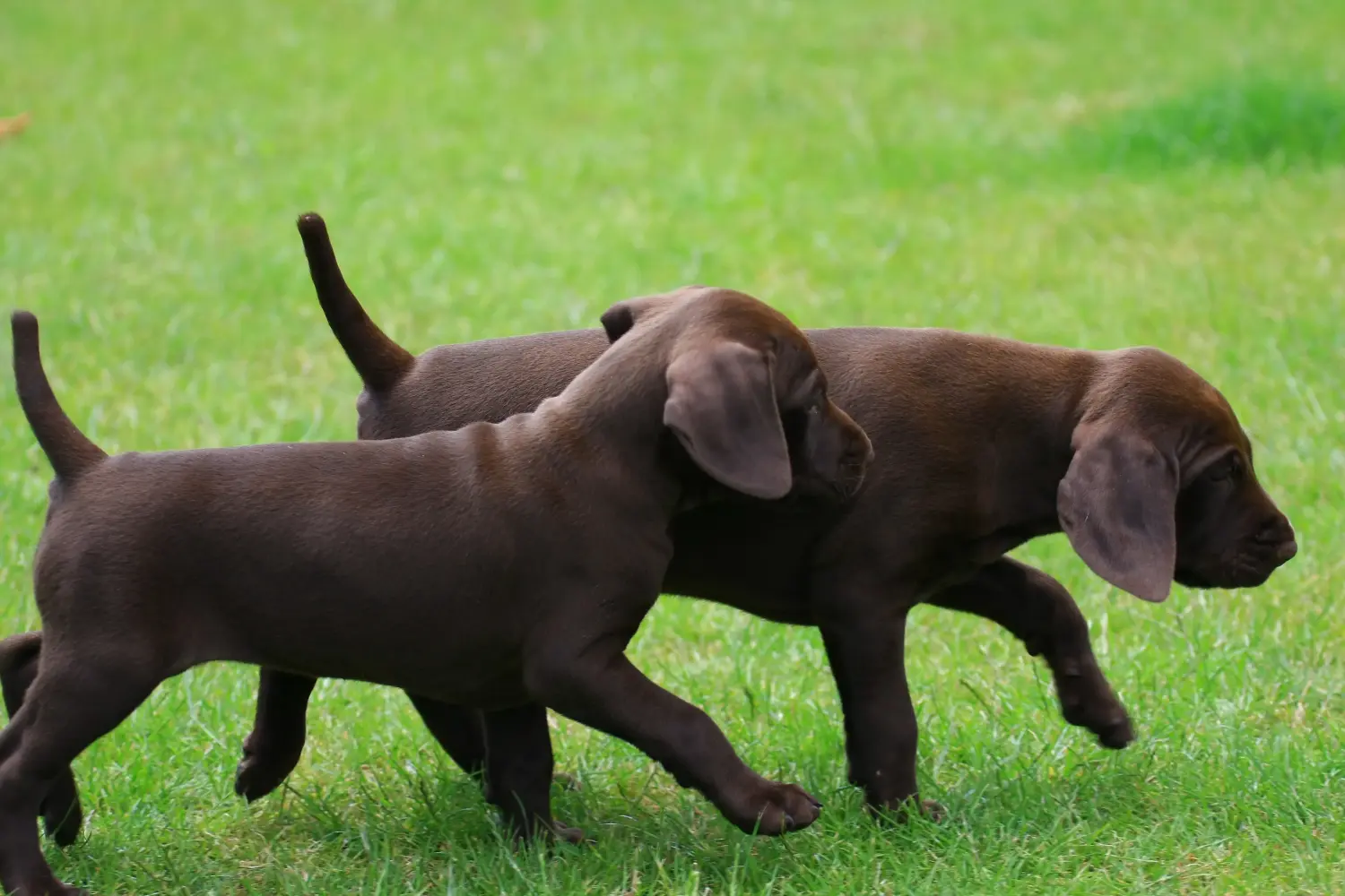 Acheter un chiot allemand à poil court, c'est prendre des responsabilités ! Acheter des chiots allemands à poil court.
