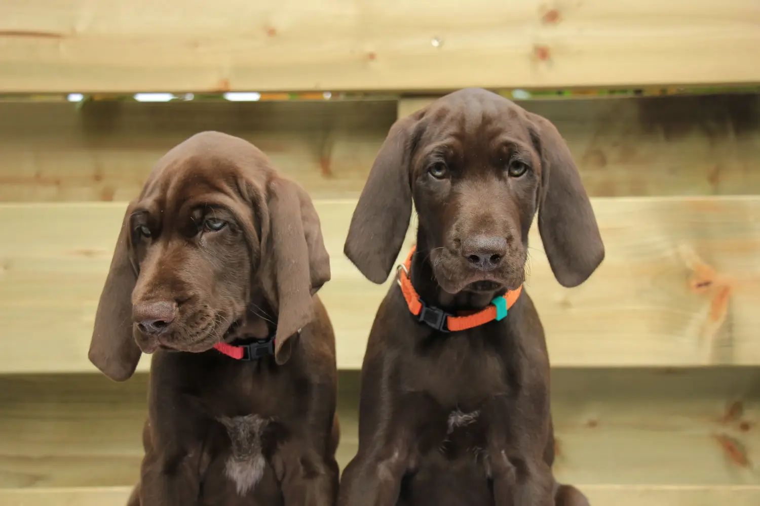 Acheter un chiot allemand à poil court, c'est prendre des responsabilités ! Acheter des chiots allemands à poil court.