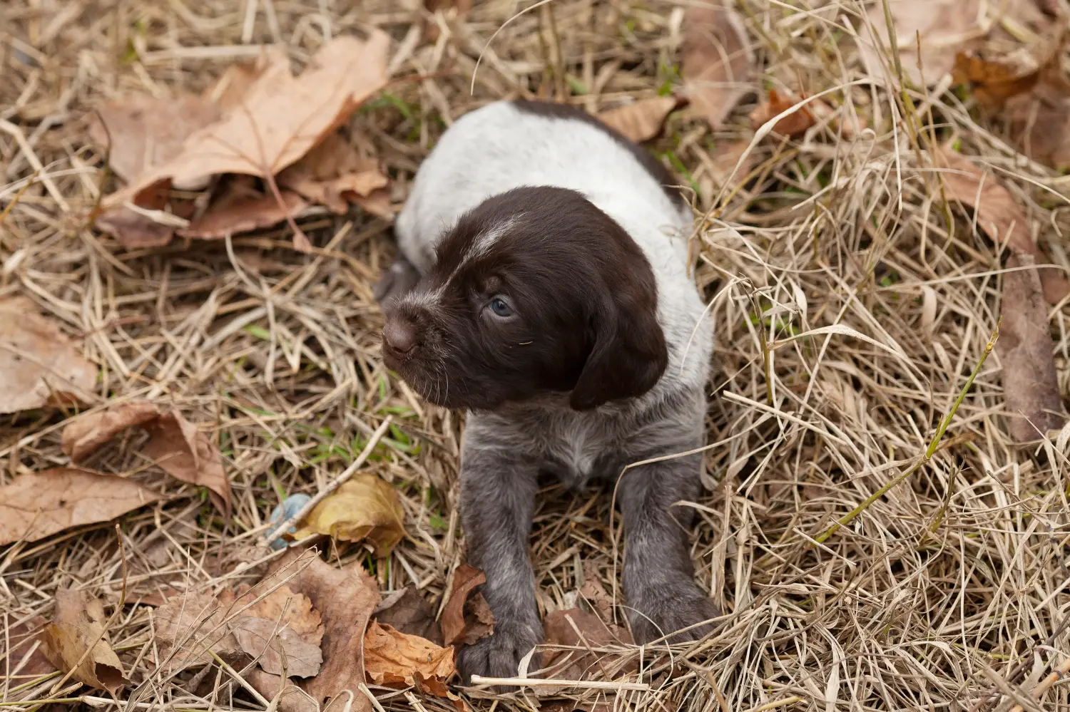 Acheter un chiot Deutsch Drahthaar, c'est prendre ses responsabilités ! Acheter des chiots à poil dur allemand.