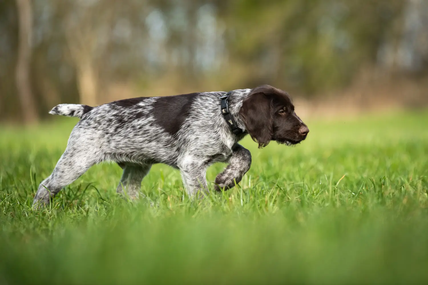 Acheter un chiot Deutsch Drahthaar, c'est prendre ses responsabilités ! Acheter des chiots à poil dur allemand.