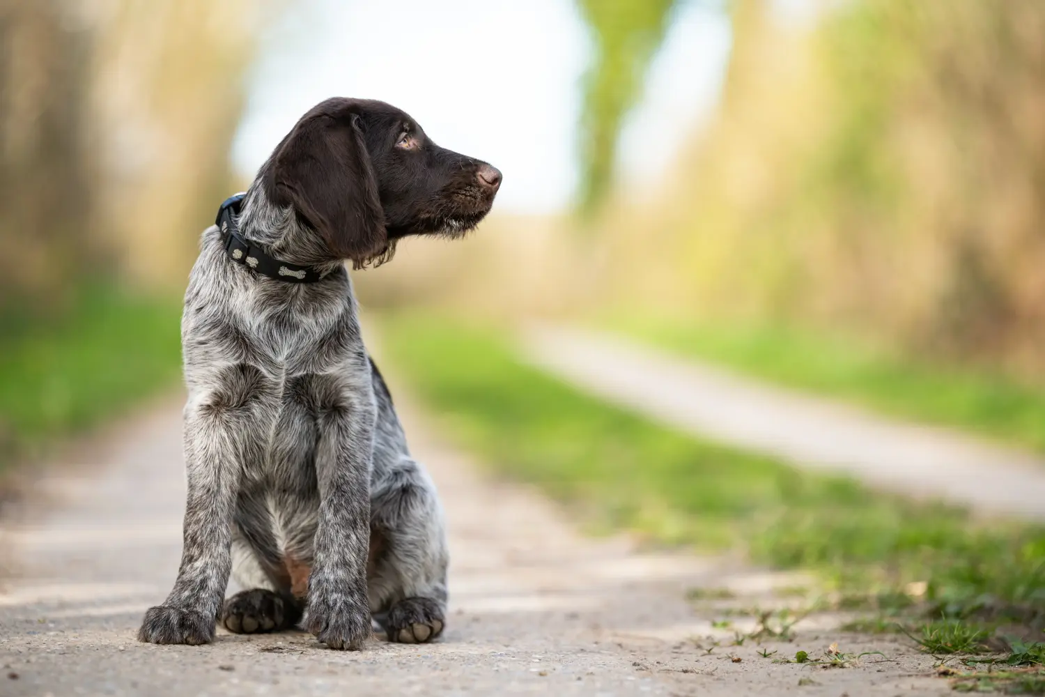 Acheter un chiot Deutsch Drahthaar, c'est prendre ses responsabilités ! Acheter des chiots à poil dur allemand.