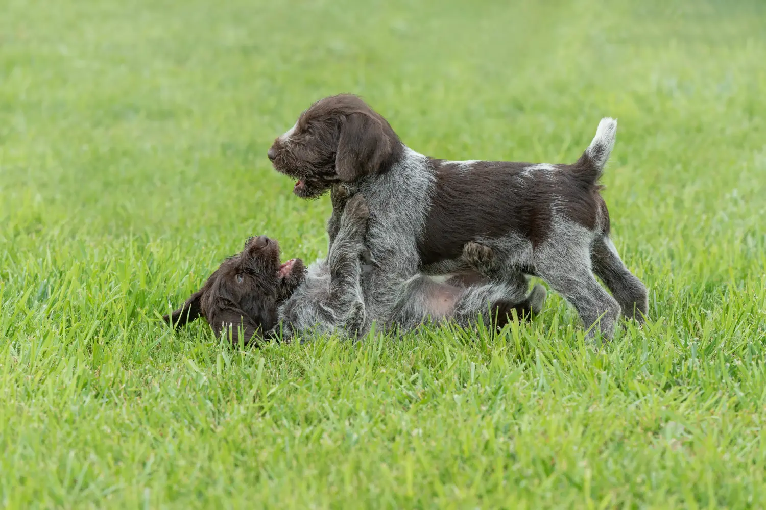 Acheter un chiot Deutsch Drahthaar, c'est prendre ses responsabilités ! Acheter des chiots à poil dur allemand.