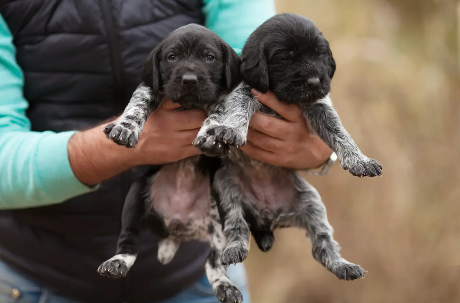 Acheter un chiot Deutsch Drahthaar, c'est prendre ses responsabilités ! Acheter des chiots à poil dur allemand.