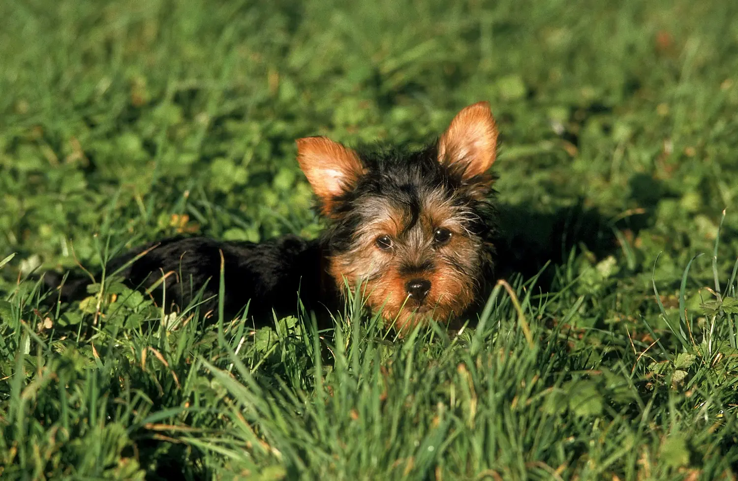 Acheter un chiot Australian Silky Terrier, c'est prendre ses responsabilités ! Acheter des chiots Australian Silky Terrier.