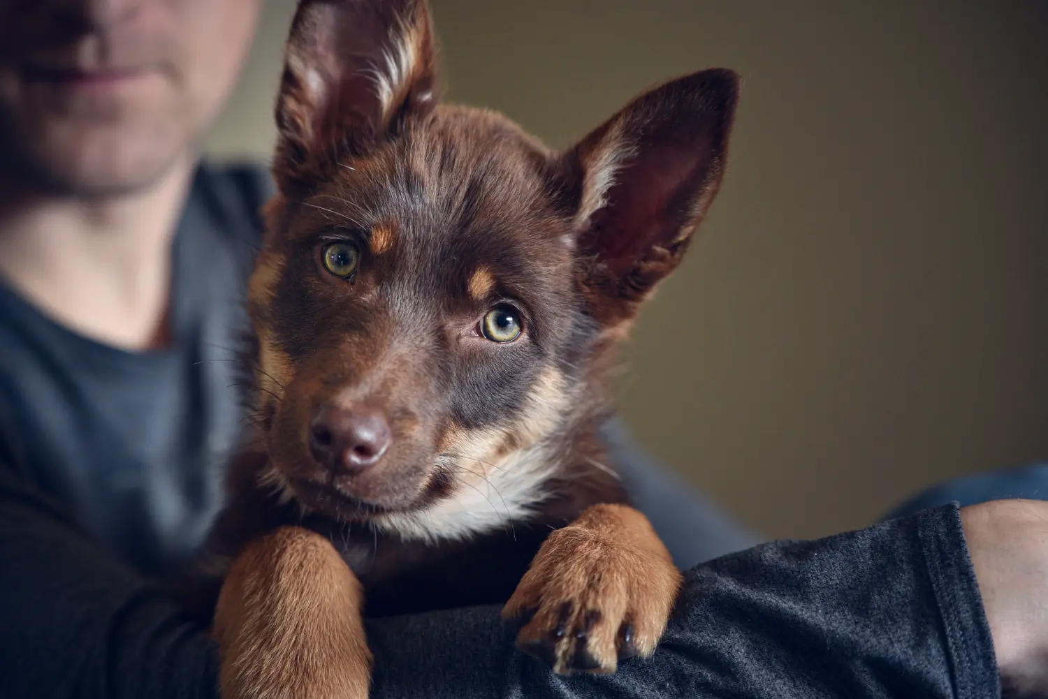 Acheter un chiot kelpie australien, c'est prendre ses responsabilités ! Acheter des chiots australiens Kelpie.