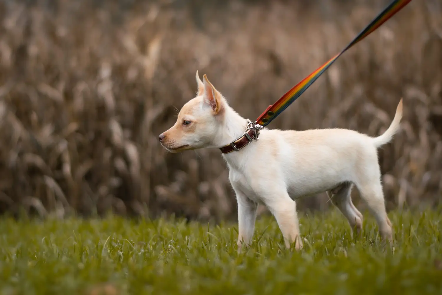 Acheter un chiot kelpie australien, c'est prendre ses responsabilités ! Acheter des chiots australiens Kelpie.