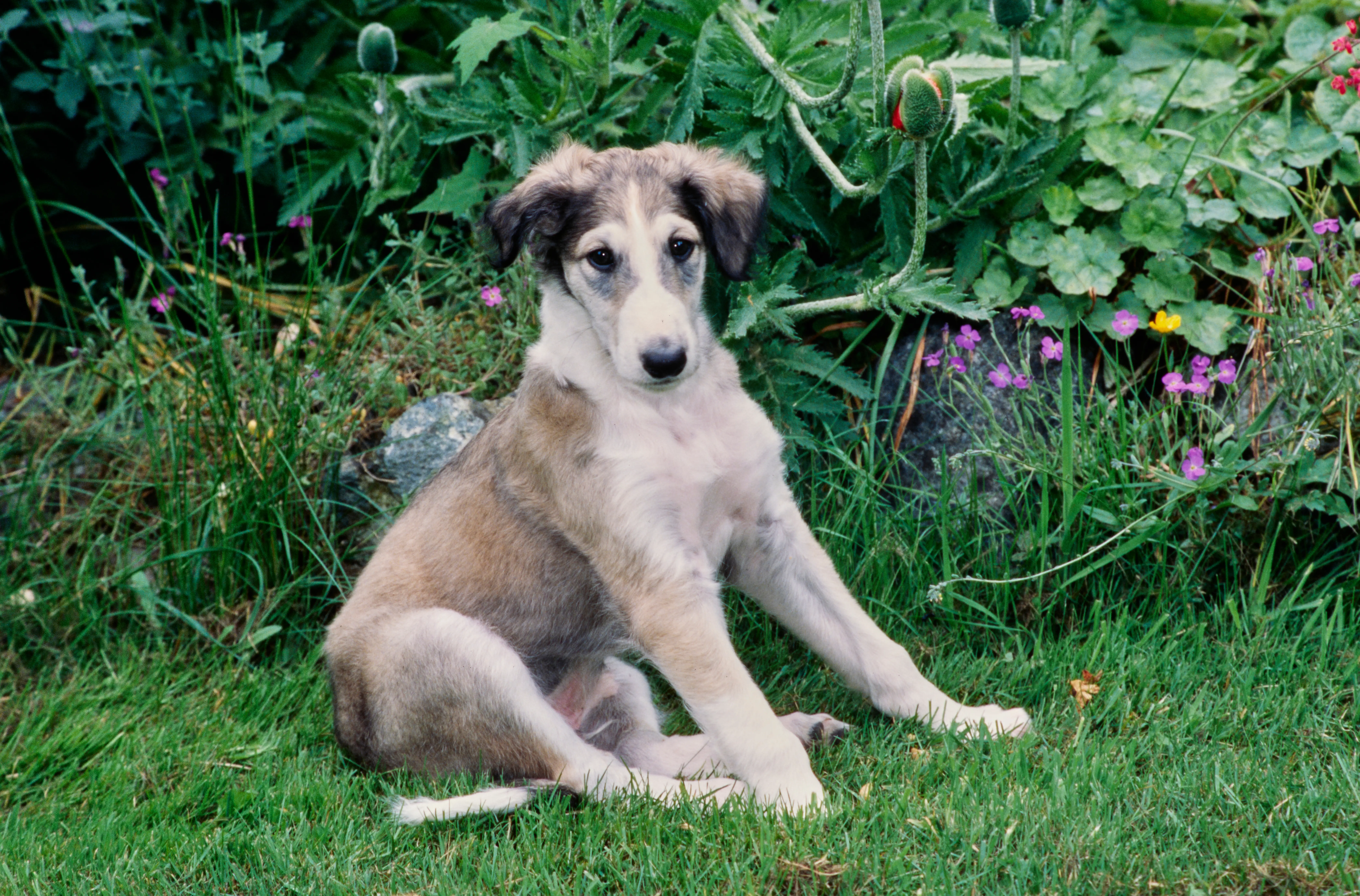 Acheter un chiot barzoï, c'est prendre ses responsabilités ! Acheter des chiots Barsoi.