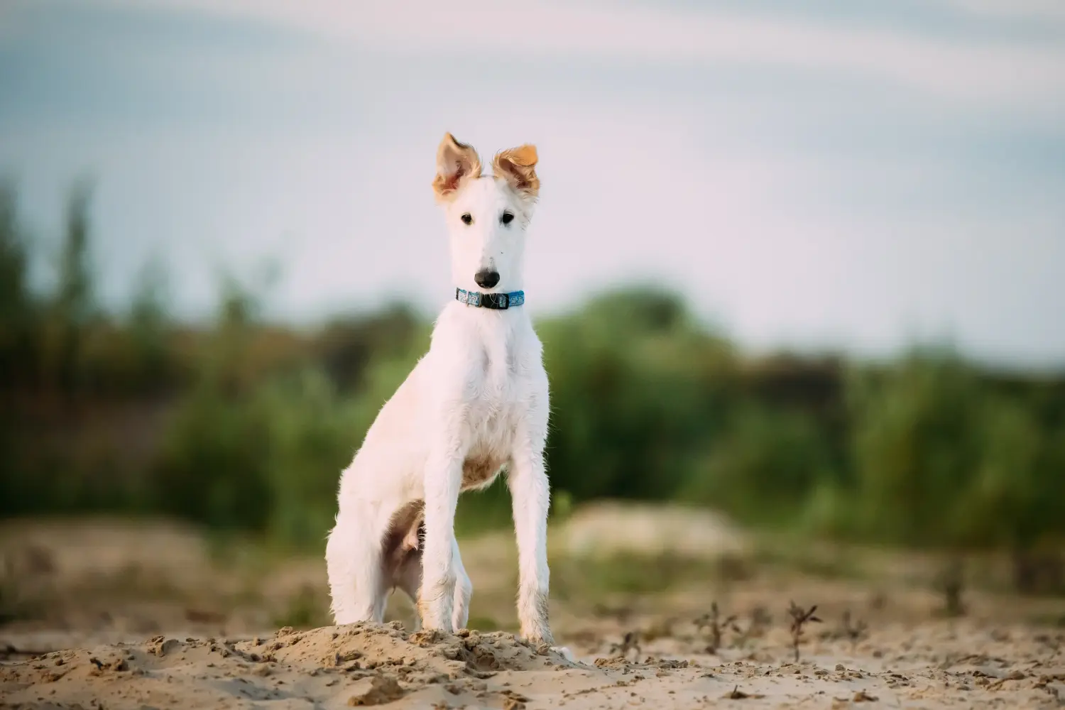 Acheter un chiot barzoï, c'est prendre ses responsabilités ! Acheter des chiots Barsoi.