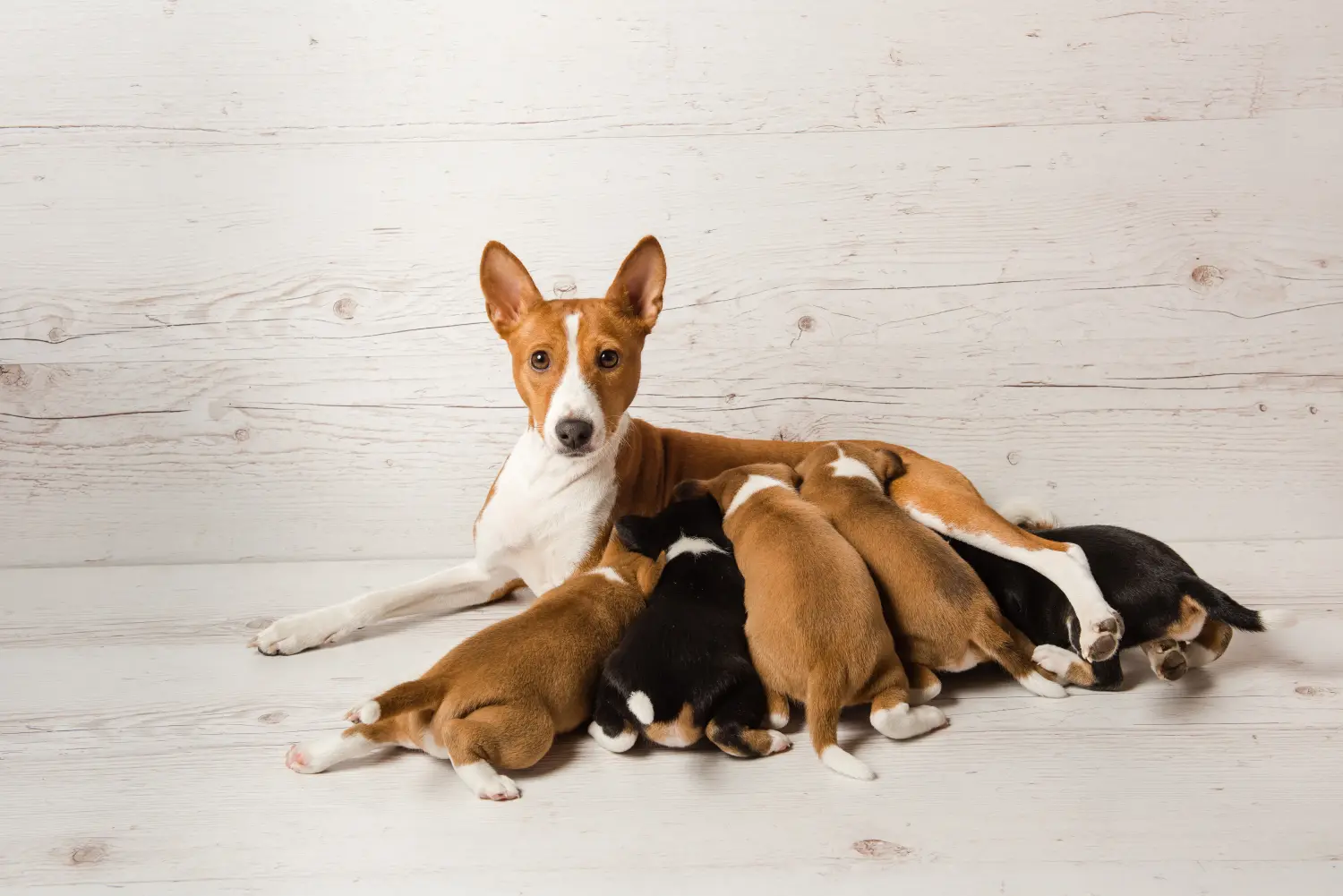Acheter un chiot Basenji, c'est prendre ses responsabilités ! Acheter des chiots Basenji.