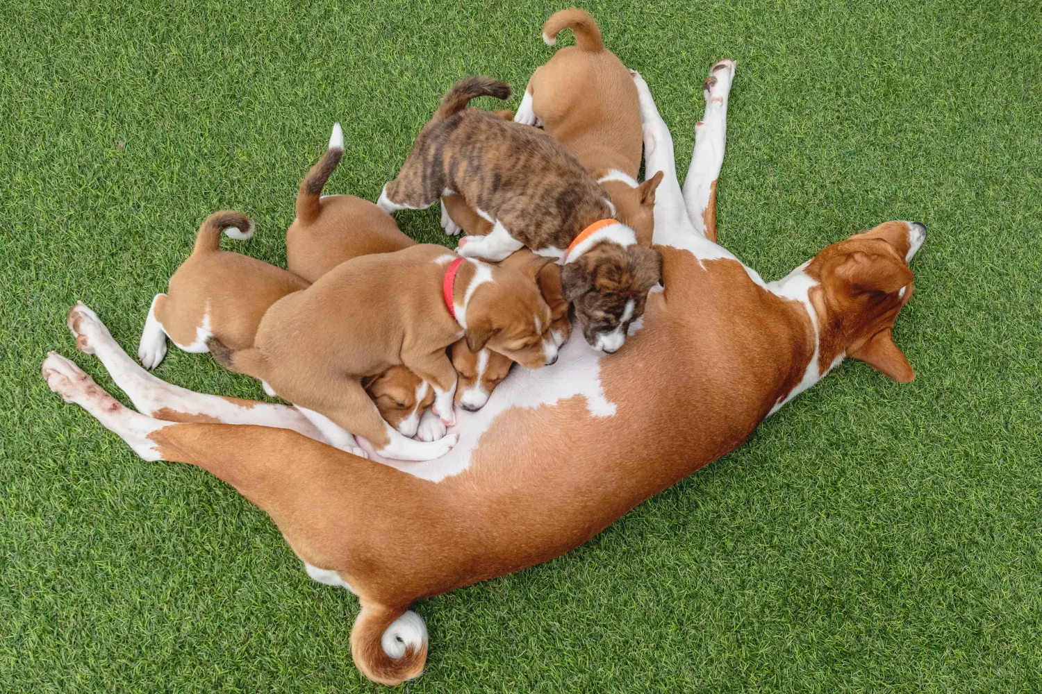 Acheter un chiot Basenji, c'est prendre ses responsabilités ! Acheter des chiots Basenji.