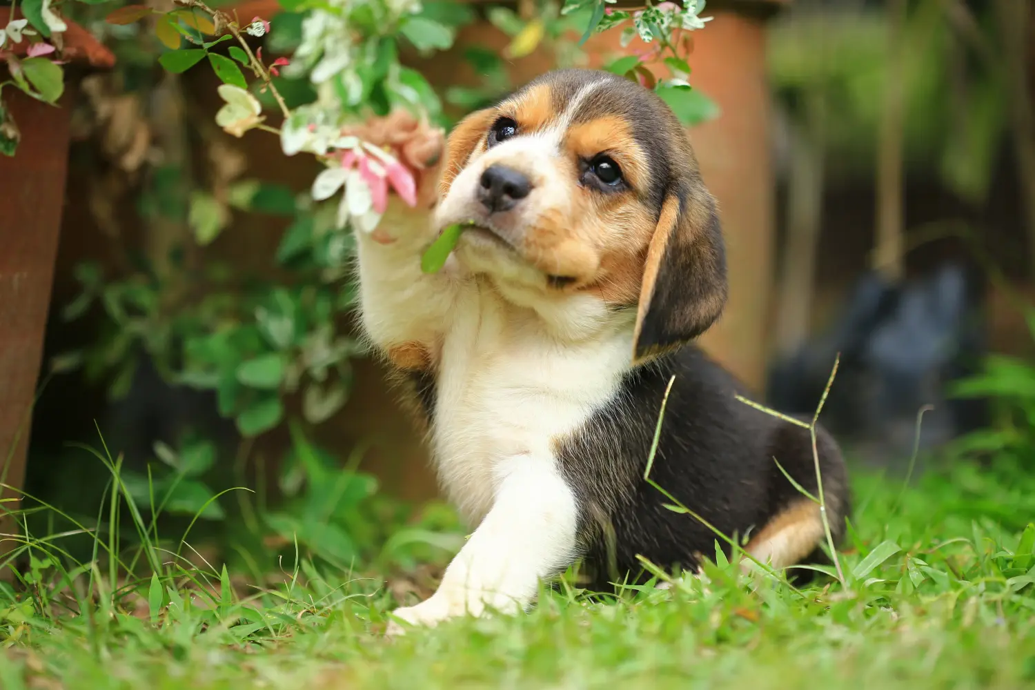 Acheter un chiot beagle, c'est prendre des responsabilités ! Acheter des chiots beagle.