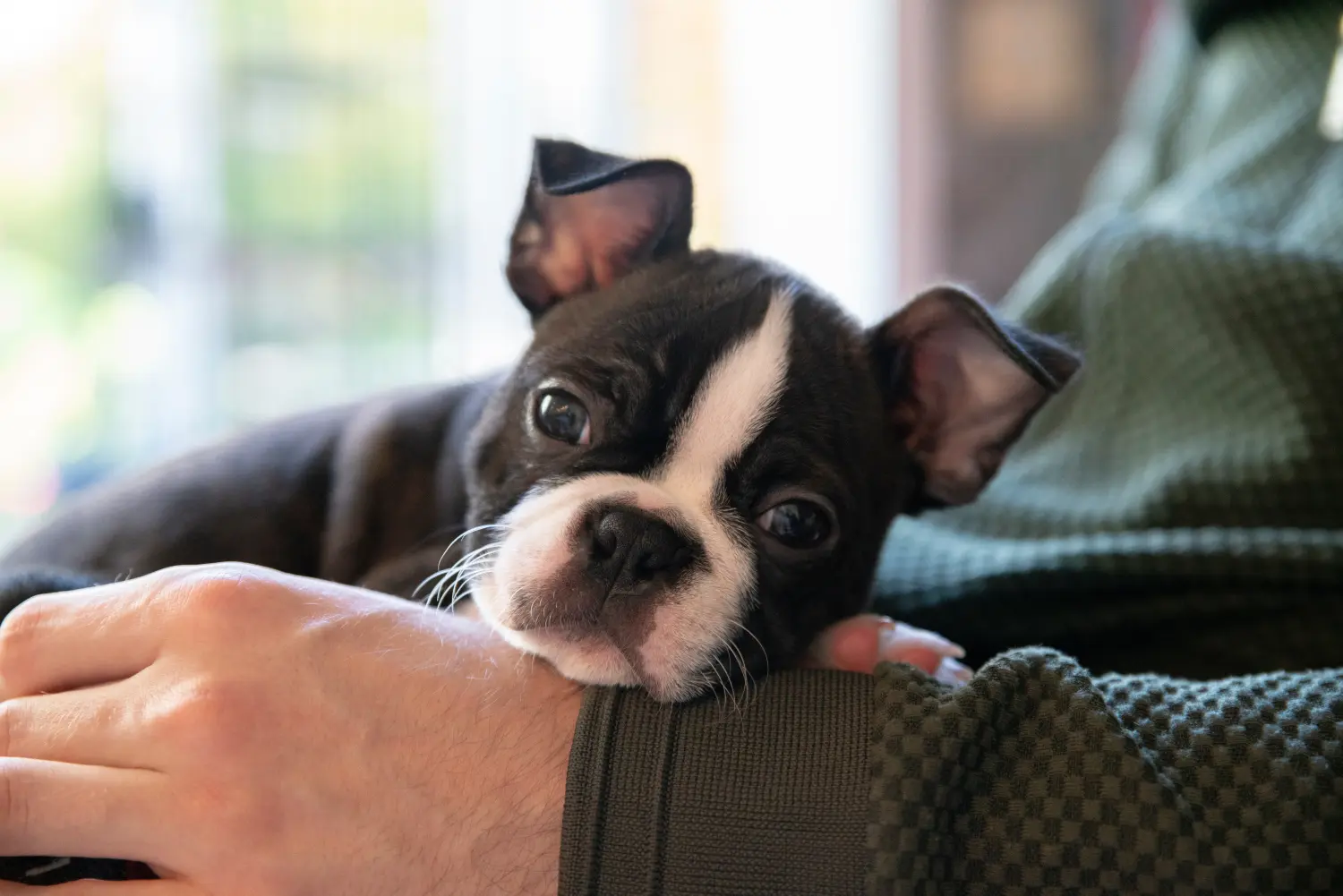 Acheter un chiot Boston Terrier, c'est prendre ses responsabilités ! Acheter un chiot Boston Terrier.