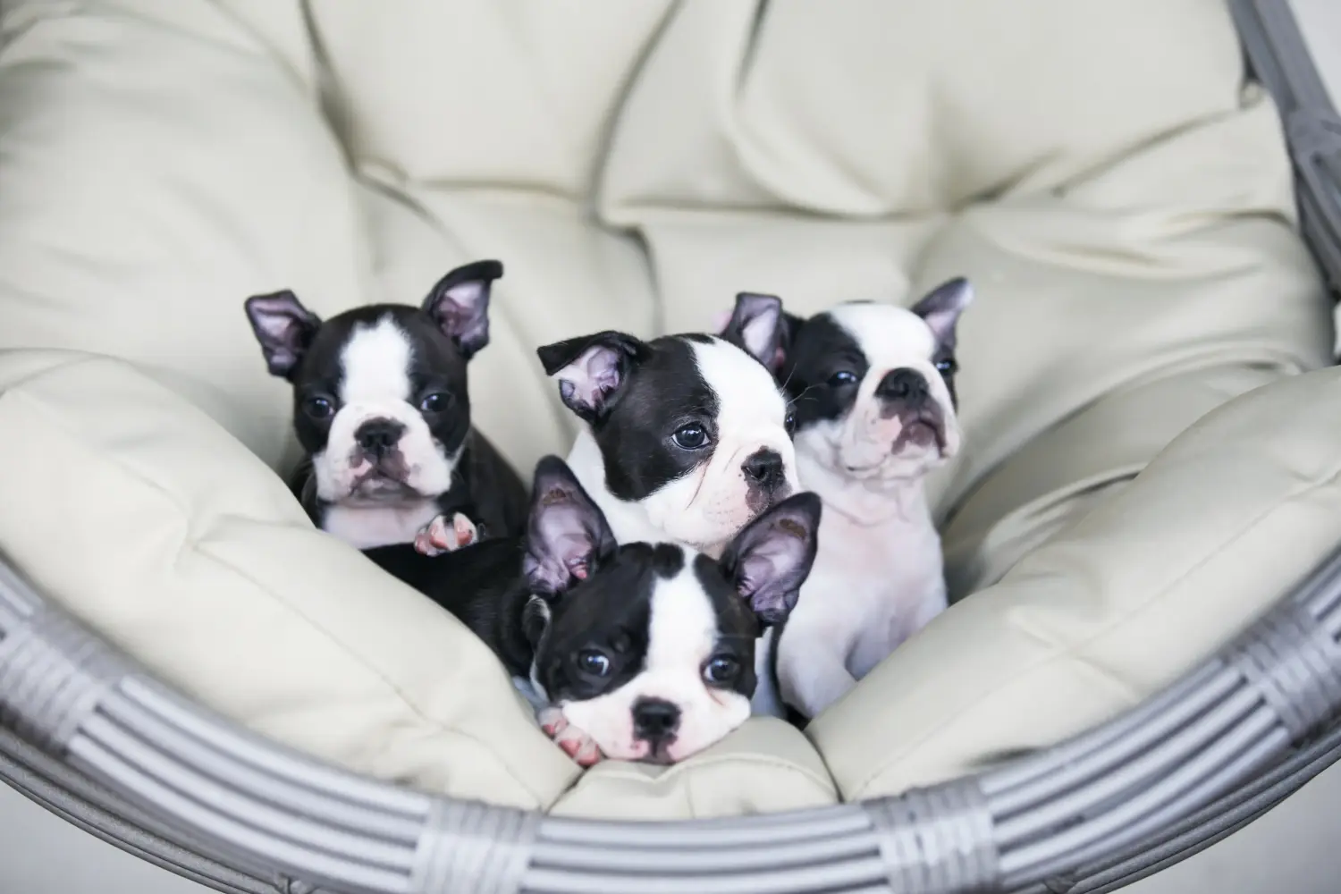 Acheter un chiot Boston Terrier, c'est prendre ses responsabilités ! Acheter un chiot Boston Terrier.