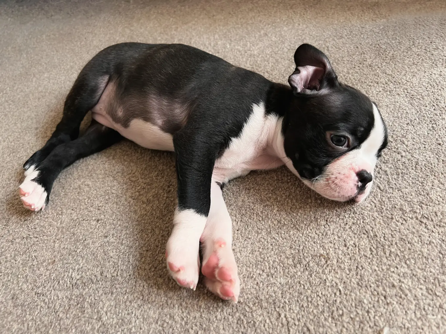 Acheter un chiot Boston Terrier, c'est prendre ses responsabilités ! Acheter un chiot Boston Terrier.