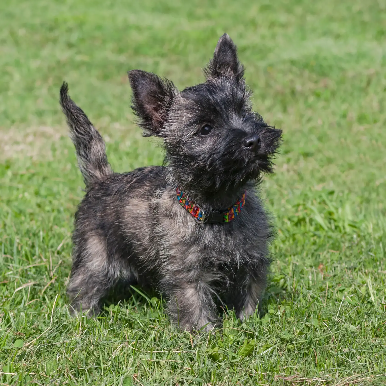 Acheter un chiot Cairn Terrier, c'est prendre ses responsabilités ! Acheter un chiot Cairn Terrier.