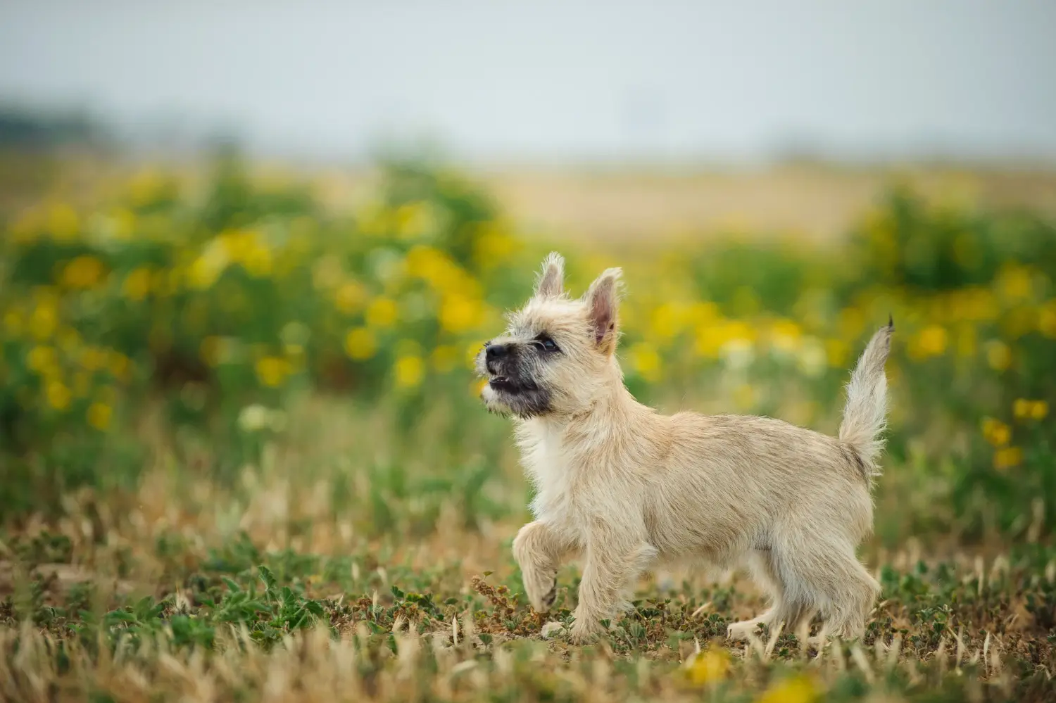 Acheter un chiot Cairn Terrier, c'est prendre ses responsabilités ! Acheter un chiot Cairn Terrier.
