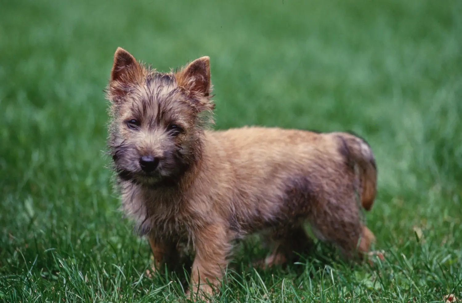 Acheter un chiot Cairn Terrier, c'est prendre ses responsabilités ! Acheter un chiot Cairn Terrier.